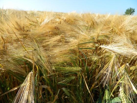 Aplica buenas prácticas agrícolas.