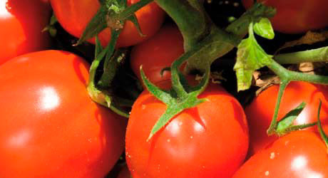 cultivo del Tomate