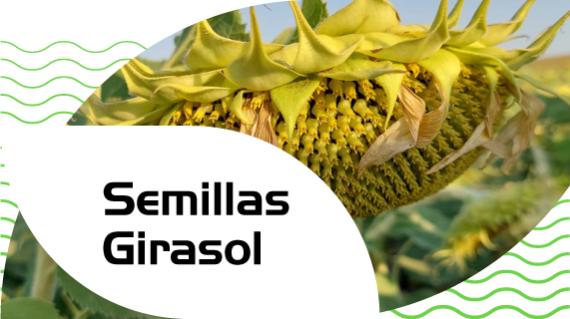 Semillas de girasol