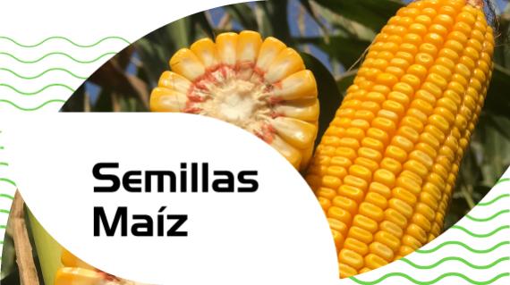 Semillas de maíz