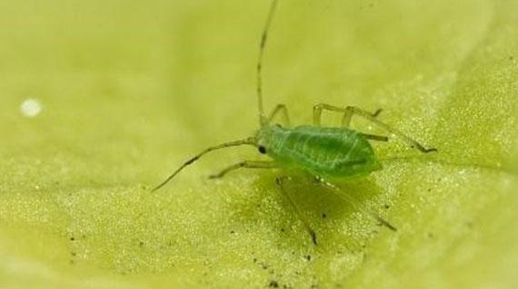 Nasonovia ribisnigri en lechuga