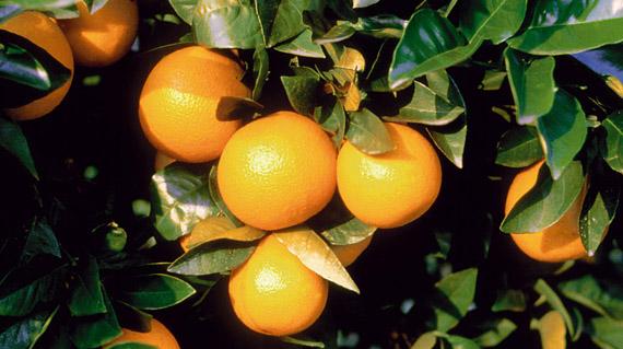 Phytophthora en cítricos