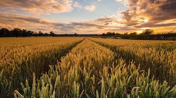 Análisis del mercado del maíz