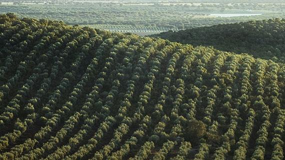 Prays oleae en Olivar