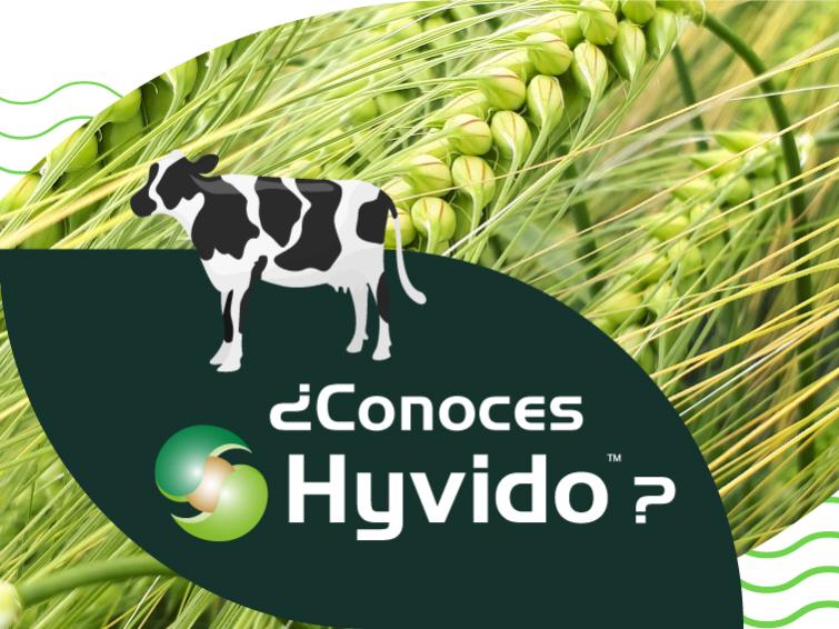 ¿Conoces Hyvido?
