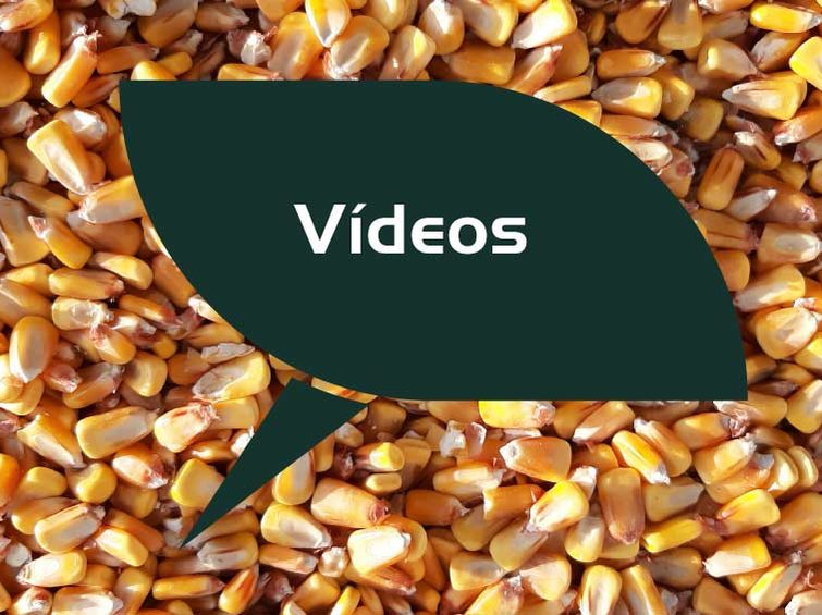 Vídeos de maíz
