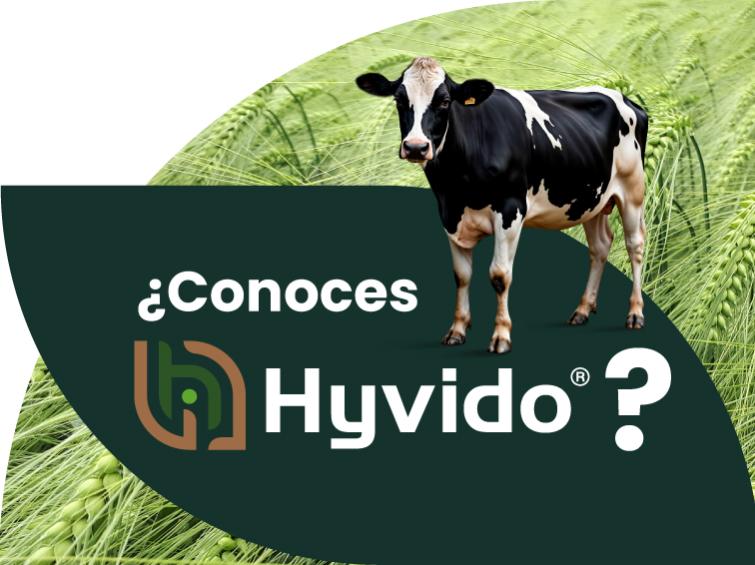 ¿Conoces Hyvido?
