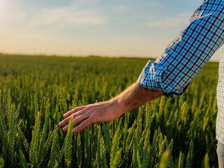 Mano de una persona rozando un campo de trigo verde al atardecer