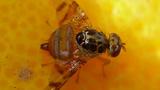 mosca de la fruta