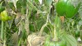 pulgon en pimiento