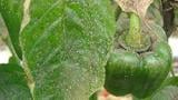 pulgon en pimiento 2