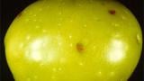 fruto picado
