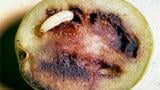 larva en fruto