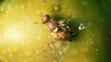 mosca adulta del olivo