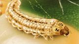 larva de prays 2