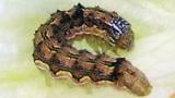 spodoptera litoralis