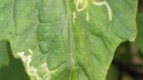 minador en tomate