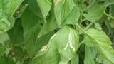 minador en tomate 3