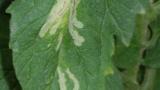 minador en tomate 2