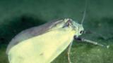 mosca blanca