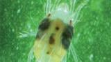 tetranichus urticae