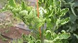 mosca blanca en tomate