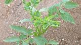 mosca blanca en tomate 2