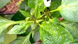 araña blanca 2