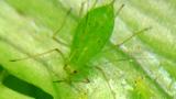 myzus persicae