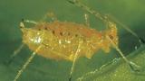 narvosia ribis nigri