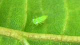 mosquito verde adulto