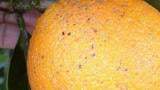 aonidiella aurantii en fruto 2