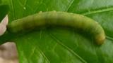 spodoptera en pimiento