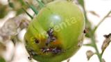 fruto dañado por tuta 2