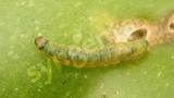 larva de tuta