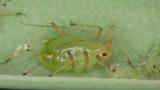 aulacorthum