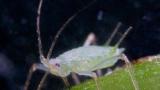 macrosiphum adulto