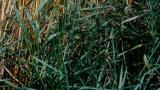 Grama del norte, Gramíneas anuales y perennes