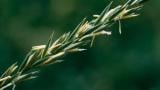 Grama del norte, Gramíneas anuales y perennes