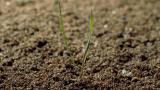 Grama del norte, Gramíneas anuales y perennes