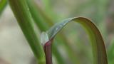 Heno gris, Gramíneas anuales y perennes
