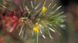 Pinillo Oloroso, Dicotiledóneas anuales