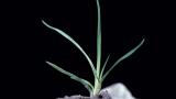 Apera, Gramíneas anuales y perennes