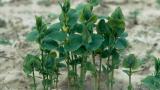 Aristoloquia,, Dicotiledóneas perennes
