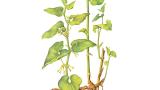 Aristoloquia,, Dicotiledóneas perennes