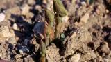 Aristoloquia,, Dicotiledóneas perennes