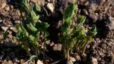 Aristoloquia,, Dicotiledóneas perennes