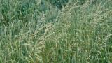 Avena descollada, Gramíneas anuales y perennes