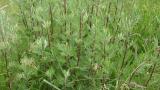 Artemisa,, Dicotiledóneas perennes