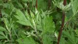 Artemisa,, Dicotiledóneas perennes